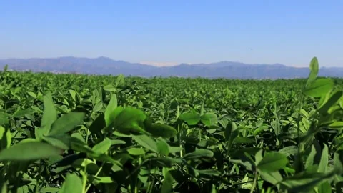Spinach leaves slow motion video Stock Footage 285138352