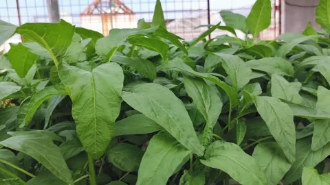 Spinach leaves sway in the wind. Spinach is grown using a hydroponic system. Stock Footage 314701018