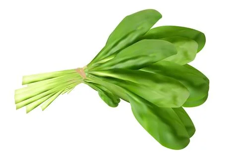This is spinach leaves vector design Stock Illustration