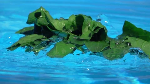 Spinach leaves in water 動画素材 146627256
