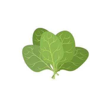 Spinach leaves on a white background. A bunch of green plants. Vector illustr Stock Illustration