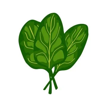 Spinach lettuce isolated on white background. Kind salad in flat style. Agric Stock Illustration