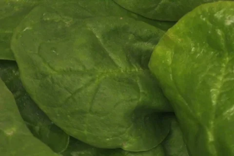 Spinach loop V1 - NTSC Stock Footage 686004