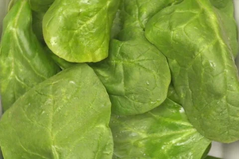 Spinach loop V2 - NTSC Stock Footage 686009