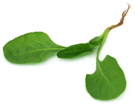Spinach over white background Stock Photos
