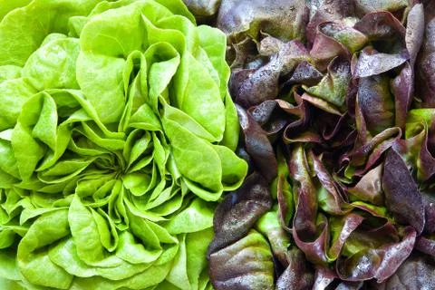 Spinach Stock Photos