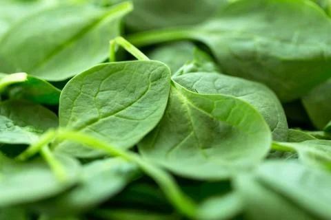 Spinach Stock Photos