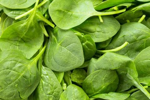 Spinach Stock Photos