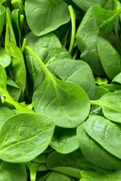 Spinach Stock Photos