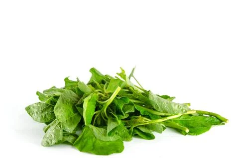 Spinach Stock Photos