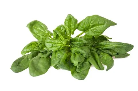 Spinach Stock Photos