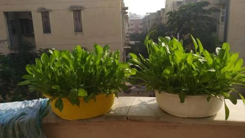 Spinach Stock Photos