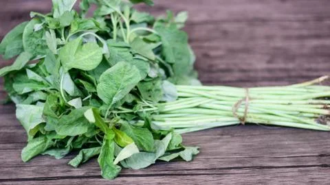 Spinach Stock Photos