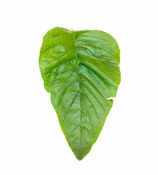 Spinach Stock Photos