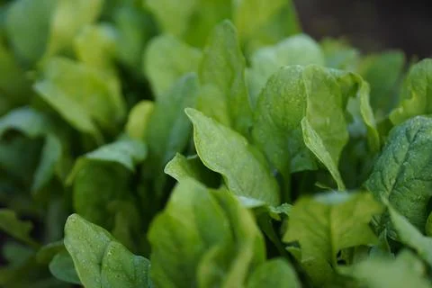 Spinach Stock Photos