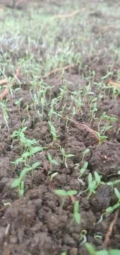 Spinach Stock Photos