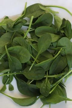 Spinach Stock Photos