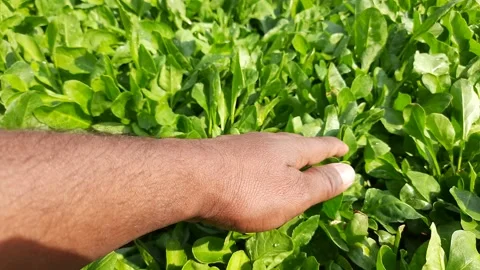 Spinach plant. Stock Footage 165674698