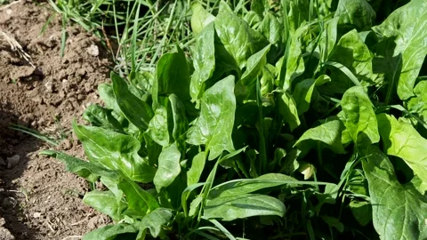The spinach plant that grows in the open field garden, 動画素材 153358827