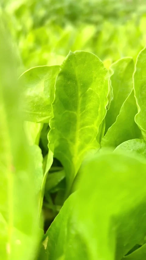 Spinach plant leaf 4k Stock Footage 293949166