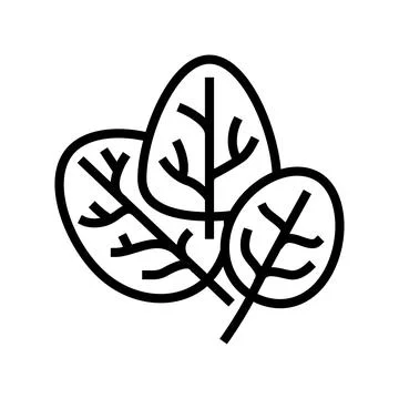 Spinach plant line icon vector illustration Stock Illustration