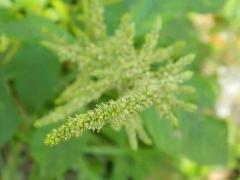 SPINACH PLANT Stock Photos