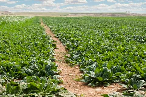 Spinach plantation Stock Photos