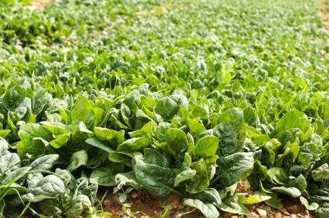 Spinach plantation Stock Photos