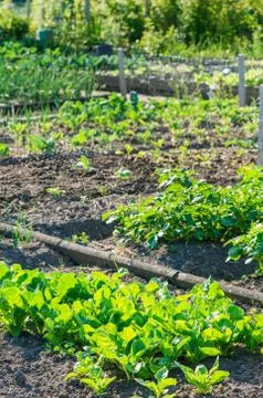 Spinach plants on a garden patch Stock Photos