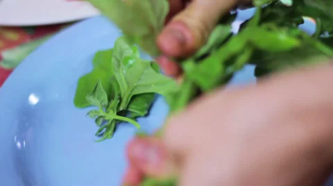Spinach, removing leaves Stock Footage 35220676