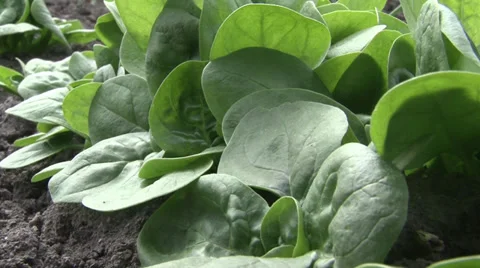 Spinach row growing Vidéo 37044610