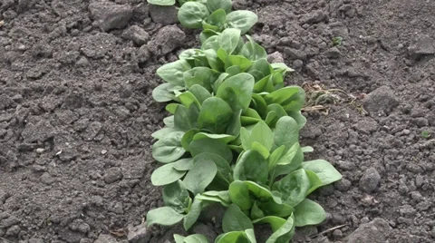 Spinach row growing on the vegetable bed after watering Видео 37044887