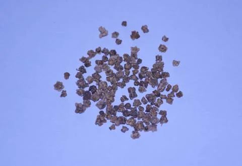 Spinach Seeds 스톡 사진