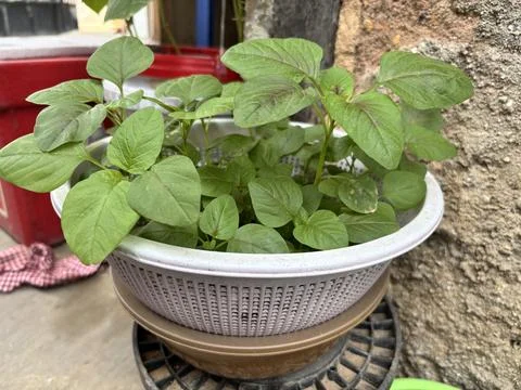 Spinach in a simple hydroponic system using a plastic basin Stock Photos