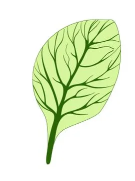 Spinach. Single green leaf isolated on dark background. Vector illustration Illustrazione stock