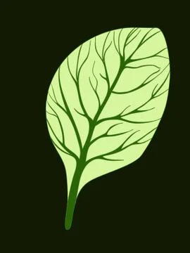 Spinach. Single green leaf isolated on dark background. Vector illustration Stock Illustration