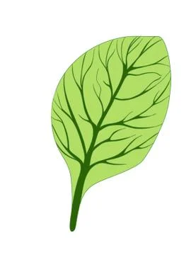 Spinach. Single green leaf isolated on white background. Vector illustration Stock Illustration