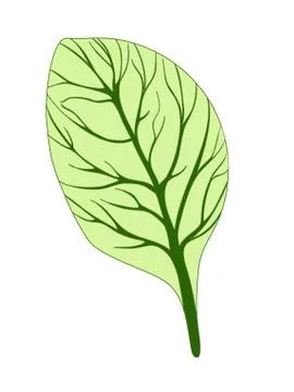 Spinach. Single green leaf isolated on white background. Vector illustration Stock Illustration