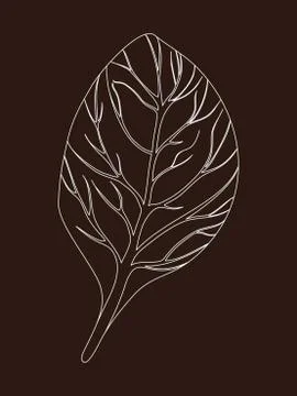 Spinach. Single Leaf isolated on brown background. Line Vector illustration Stock Illustration