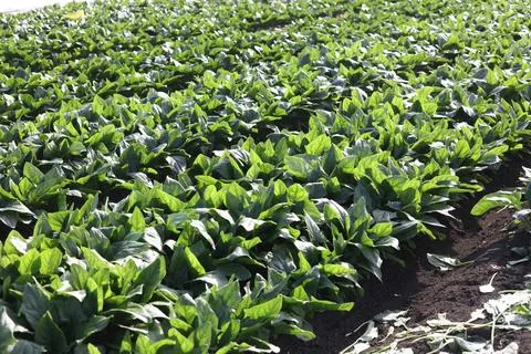Spinach swaying in the wind Foto stock