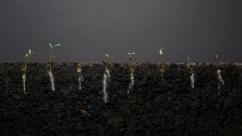 Spinach Time Lapse Video stock 86805260