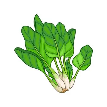 Spinach vector colored botanical illustration Stock Illustration
