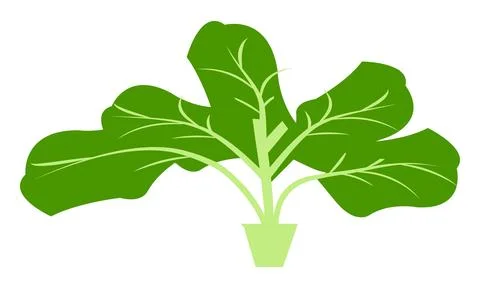 Spinach Vector Design And Illustration. Stock Illustration