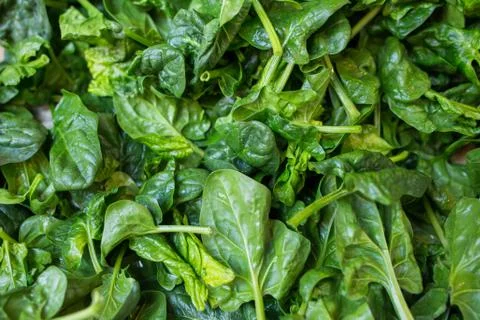 Spinach in the vegetable market. Stock Photos