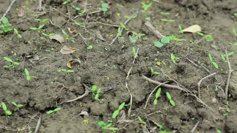 Spinach vegetable plant that just sprouted Stock Footage 197644830