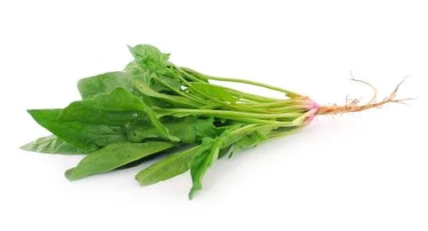 Spinach on white background Stock Photos
