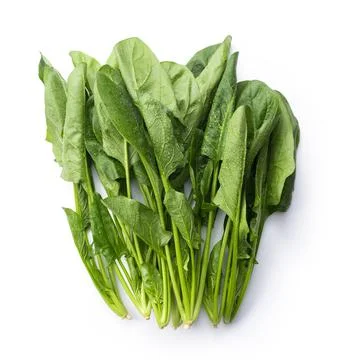 Spinach on a white background Stock Photos