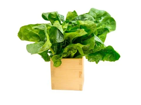 Spinach on white Stock Photos