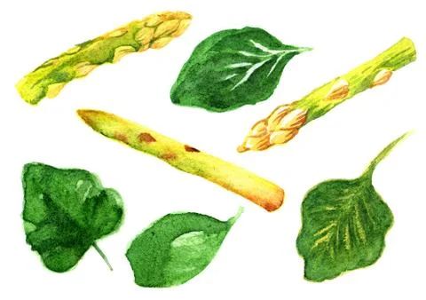 Spinach&amp;Asparagus Stock Illustration