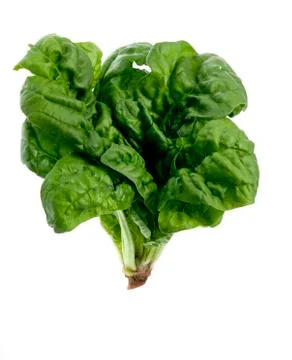 Spinaches on white background Stock Photos